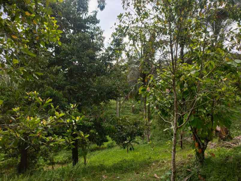 dijual tanah desa wisata dalang