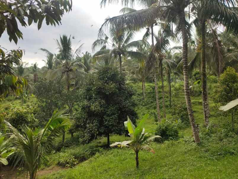 dijual tanah desa wisata dalang