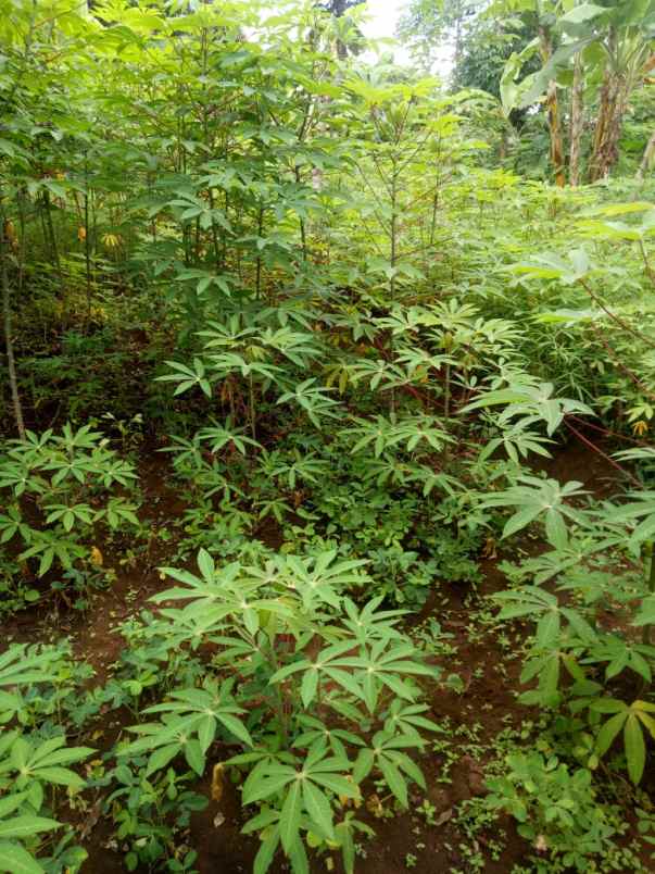 dijual tanah di jl terusan pakuhaji cimahi