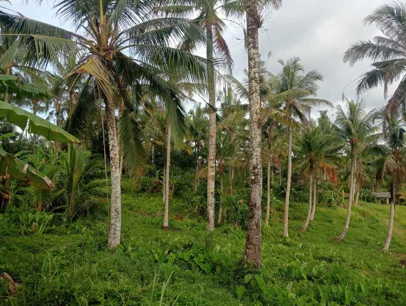 dijual tanah ds tireman kec selemadeg