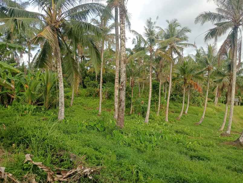 dijual tanah ds tireman kec selemadeg