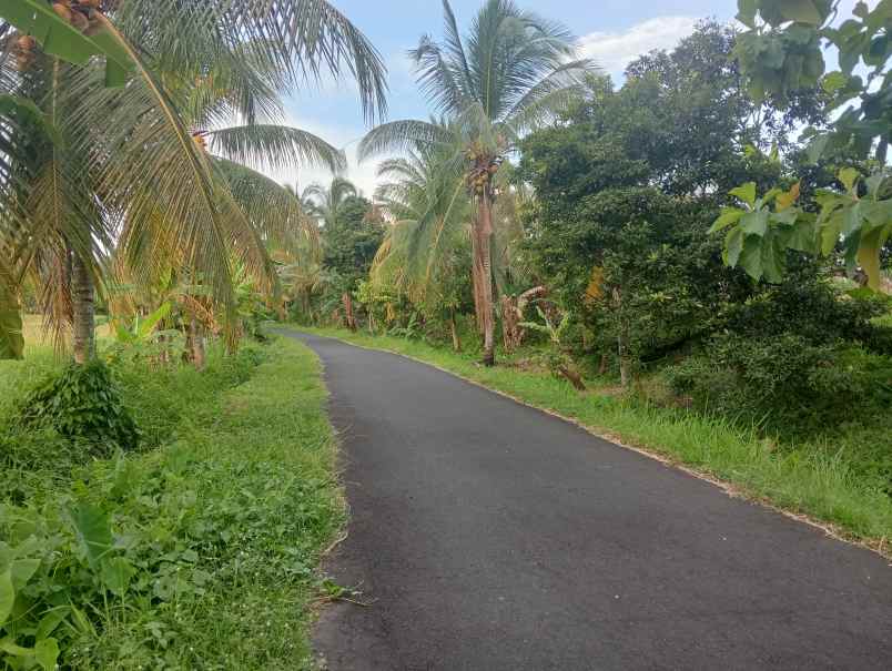 dijual tanah ds tireman kec selemadeg