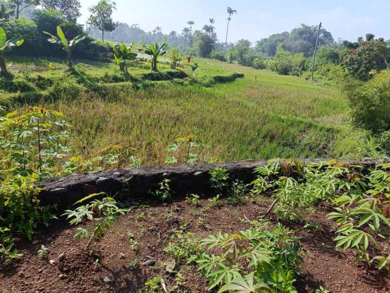 dijual tanah jalan sukasari kabupaten