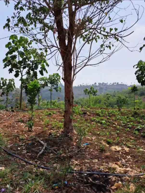 dijual tanah jl ciwidey