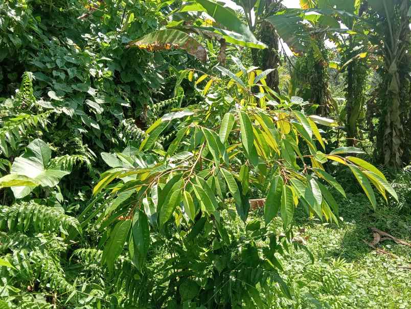 dijual tanah kebun durian murah tempat strategis