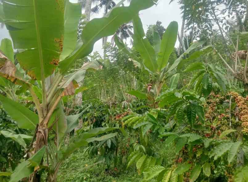 dijual tanah kebun los sungai murah tempat strategis