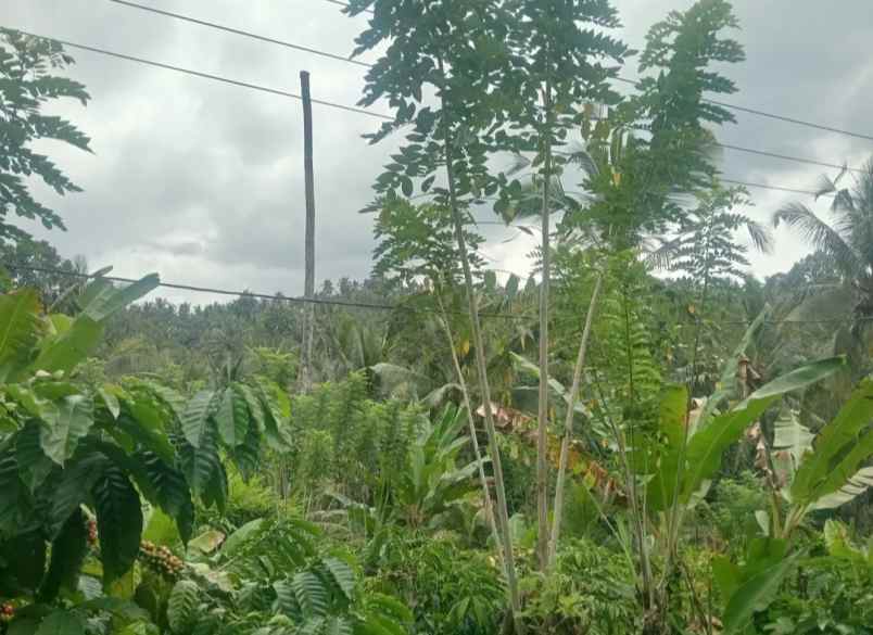 dijual tanah kebun los sungai murah tempat strategis