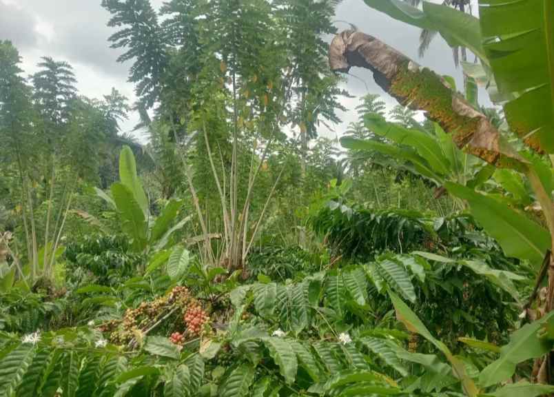 dijual tanah kebun los sungai murah tempat strategis