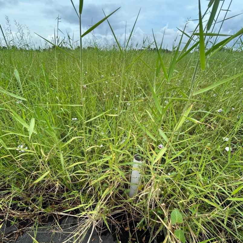 dijual tanah pantai kedunggu