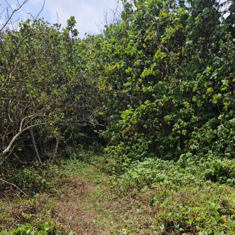 dijual tanah pantai yeh gangga