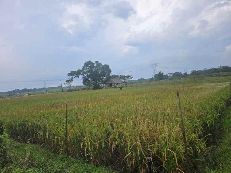 dijual tanah sawah di klapanunggal bojong