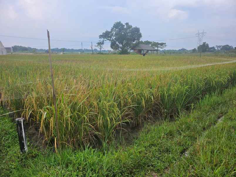 dijual tanah sawah di klapanunggal bojong