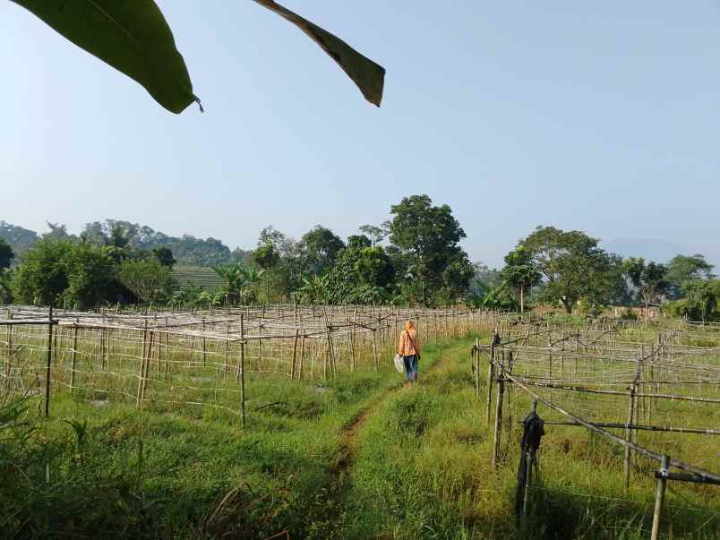 dijual tanah shm murah ex kebun sayuran