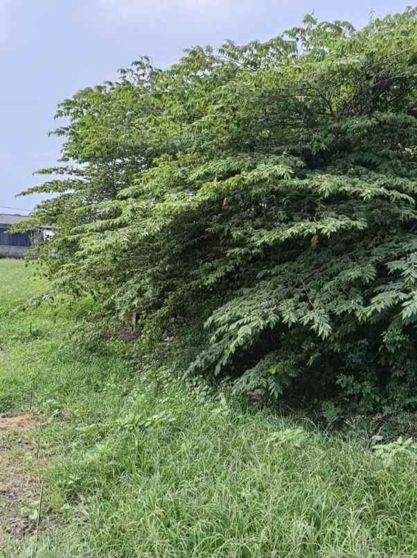 dijual tanah sidakarya