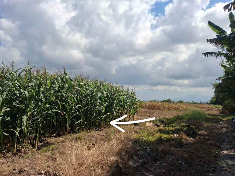 dijual tanah tibubiyu kerambitan