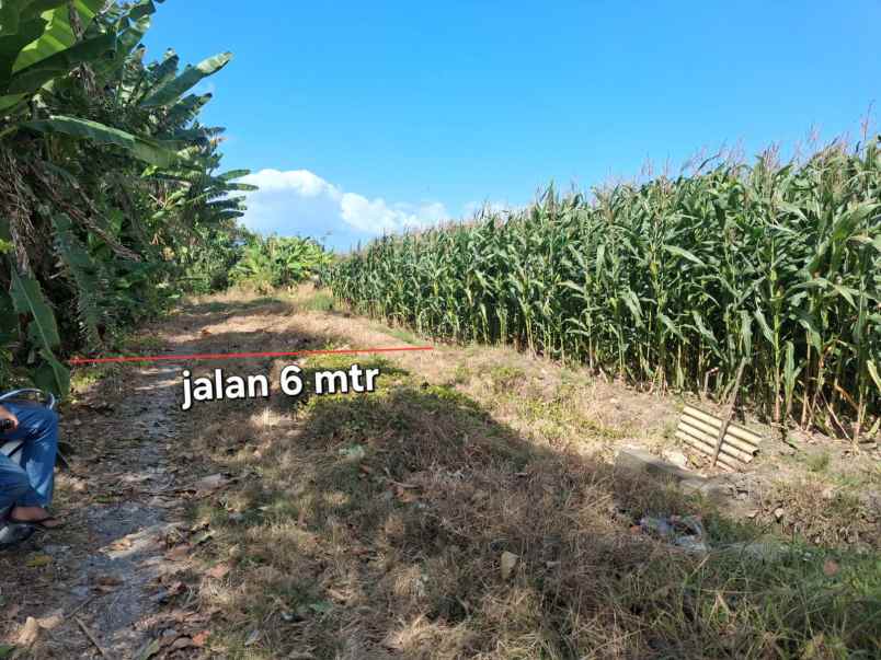 dijual tanah tibubiyu kerambitan