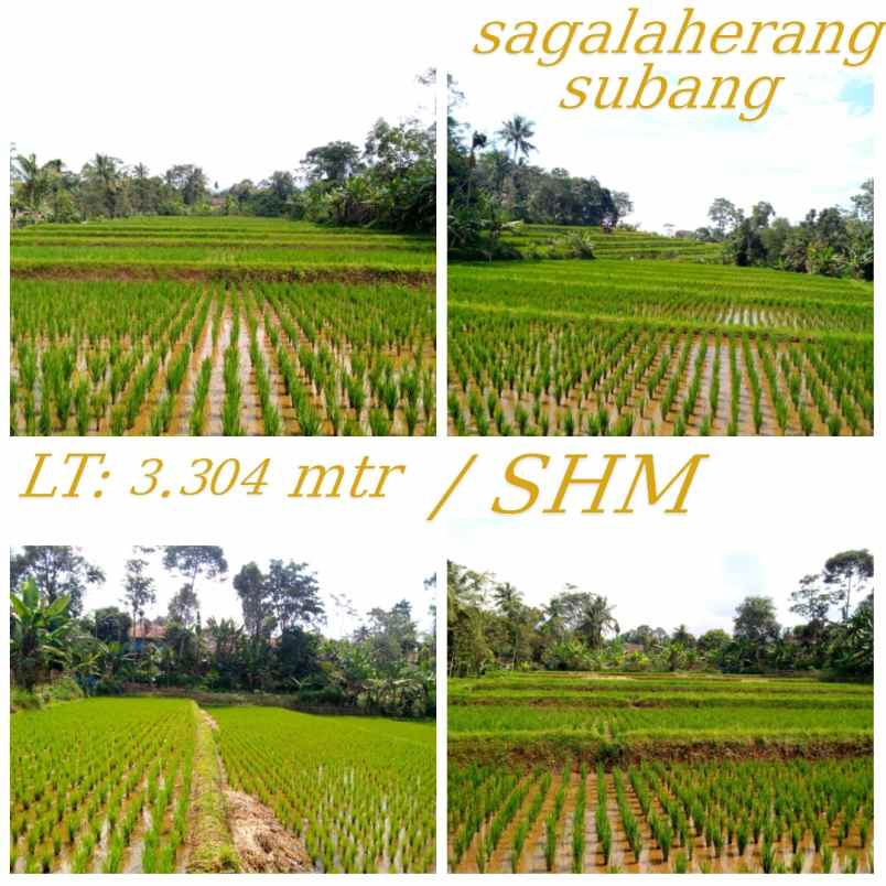for sale sawah produktif daerah sagalaherang subang