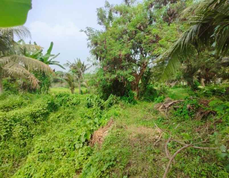 jual tanah 6 unit murah kawasan saba gianyar bali