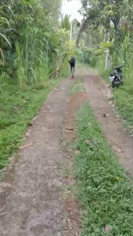kebun cokelat di selemadeg tabanan bali