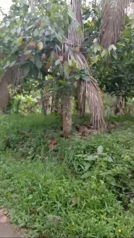 kebun cokelat di selemadeg tabanan bali