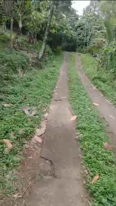 kebun cokelat di selemadeg tabanan bali