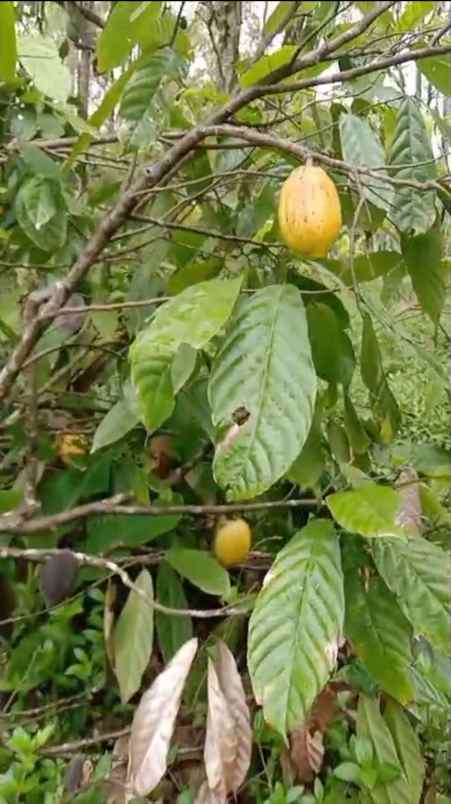 kebun cokelat di selemadeg tabanan bali