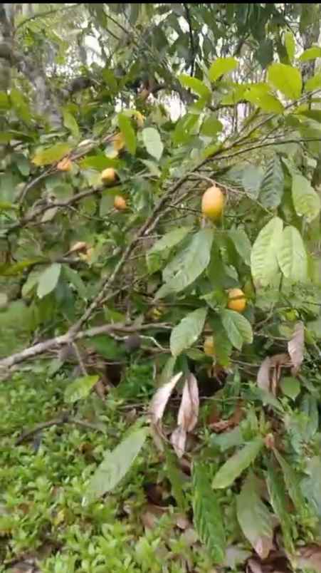 kebun cokelat di selemadeg tabanan bali