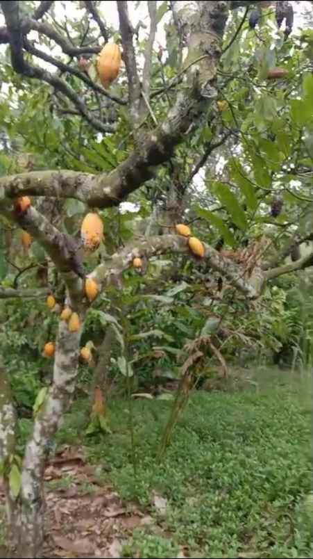 kebun cokelat di selemadeg tabanan bali