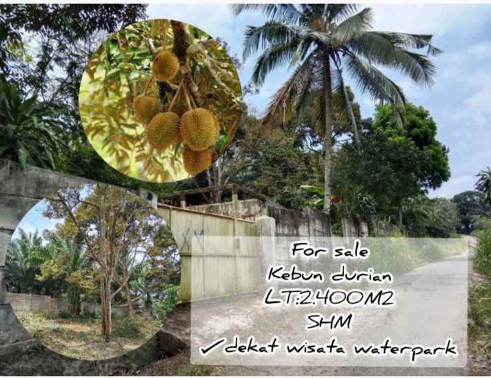 kebun durian dekat wisata waterpark jalan cagak