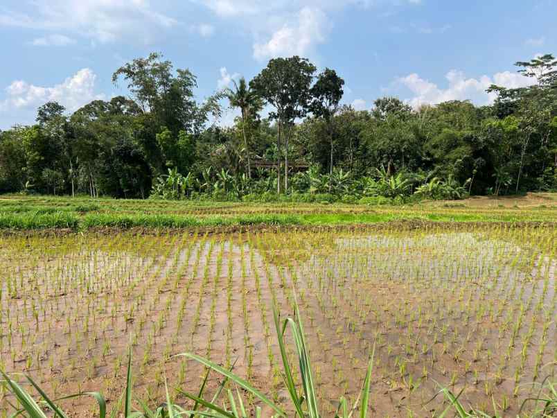 sawah subur 1500m utara pasar mojogedang karanganyar