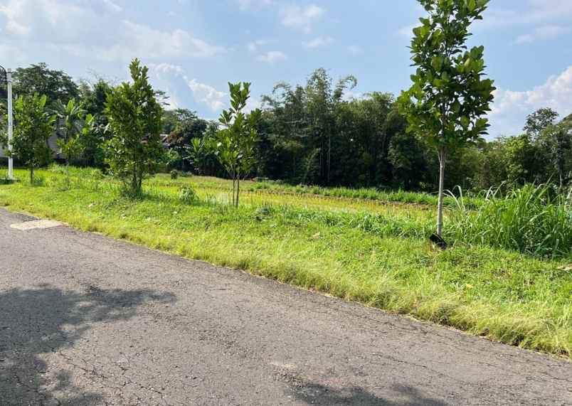 sawah subur 1500m utara pasar mojogedang karanganyar