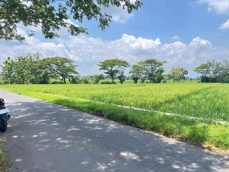 tanah datar subur 1430m kedawung sragen