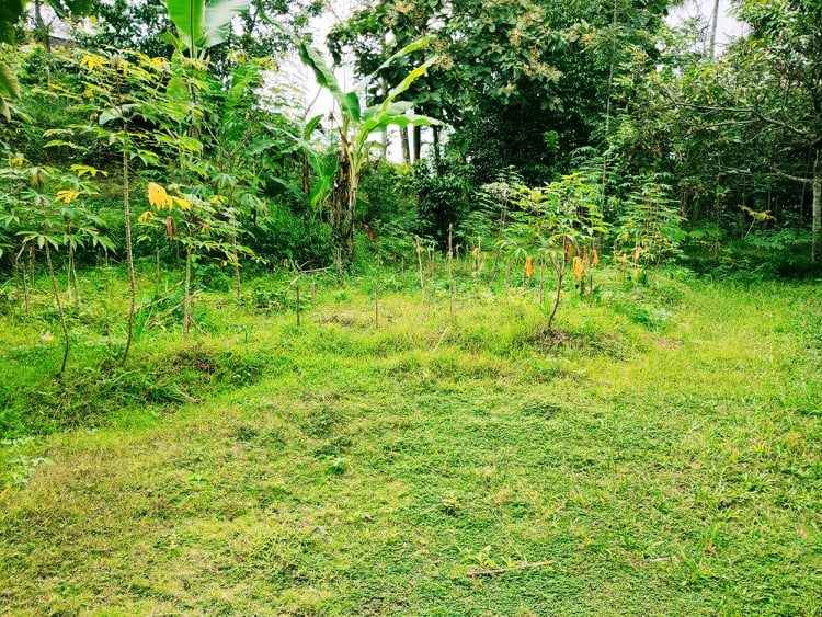 tanah karangpandan karanganyar