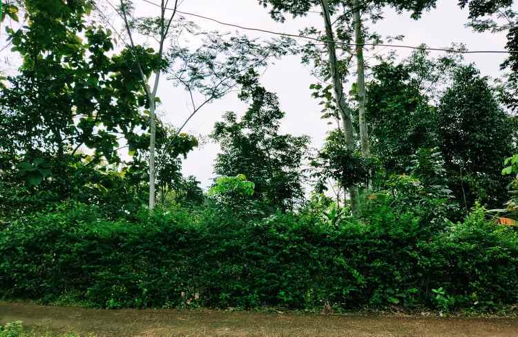 tanah karangpandan karanganyar