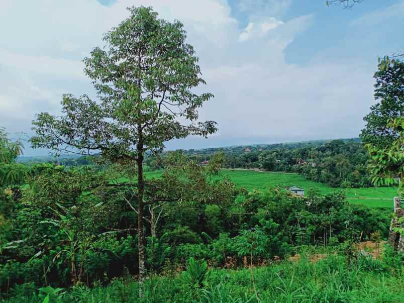 tanah karangpandan karanganyar