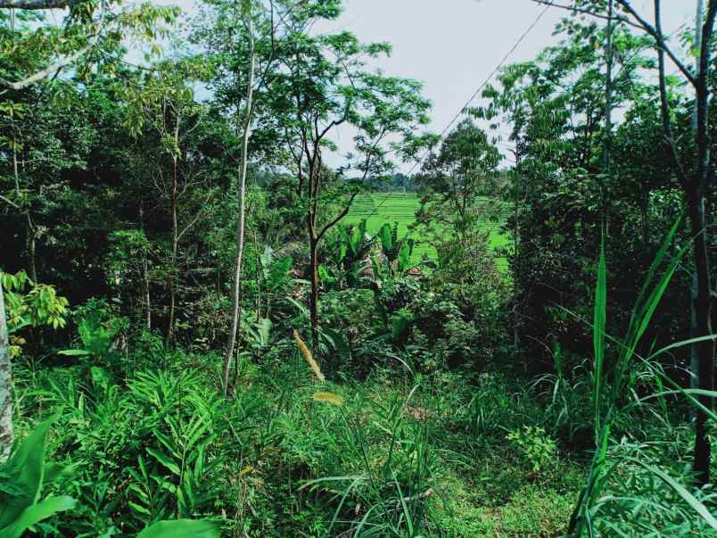 tanah karangpandan karanganyar