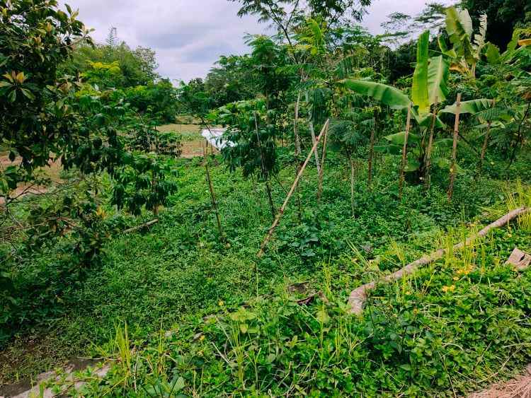 tanah karangpandan karanganyar