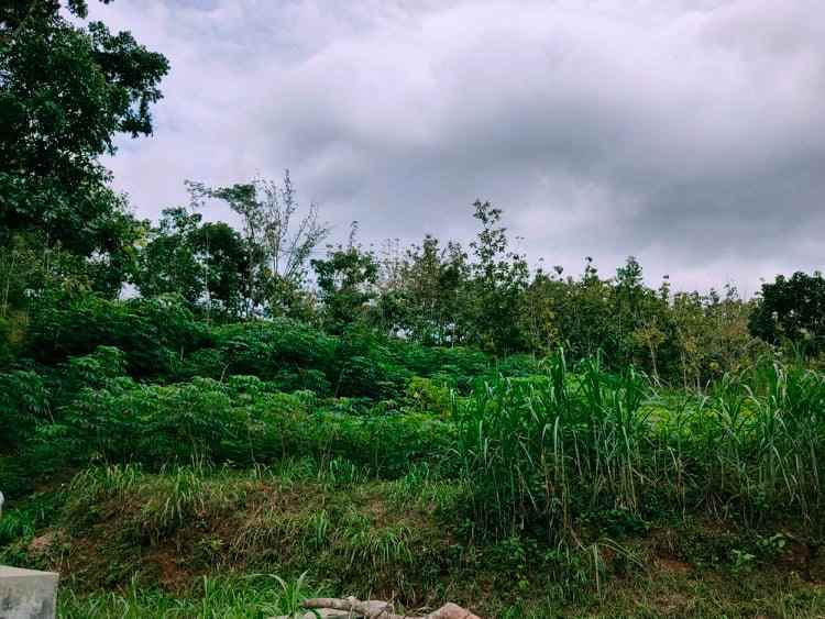 tanah karangpandan karanganyar