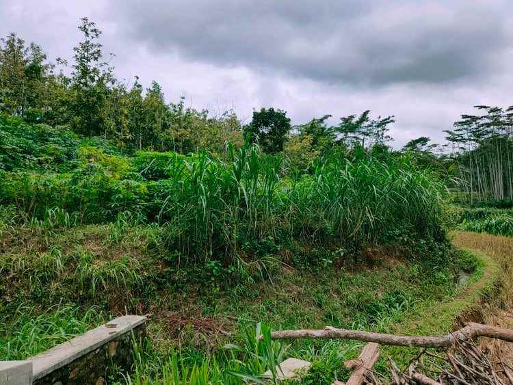 tanah karangpandan karanganyar