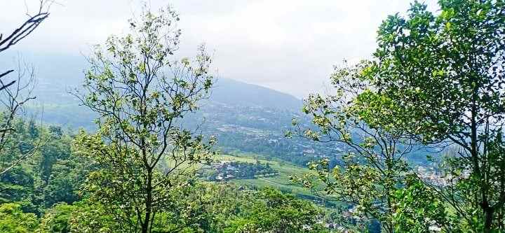 tanah kemuning ngargoyoso