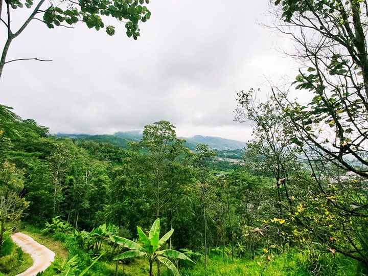 tanah kemuning ngargoyoso