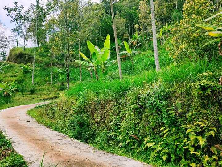 tanah kemuning ngargoyoso