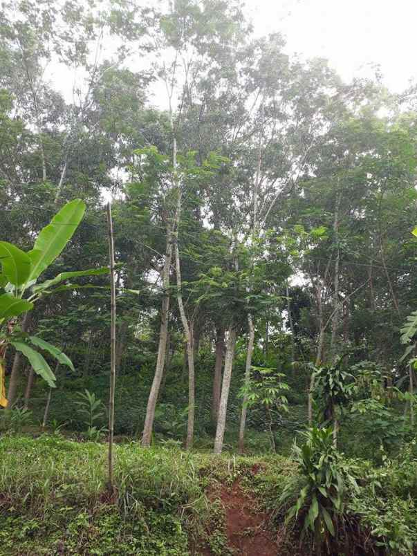 tanah kerjo karanganyar