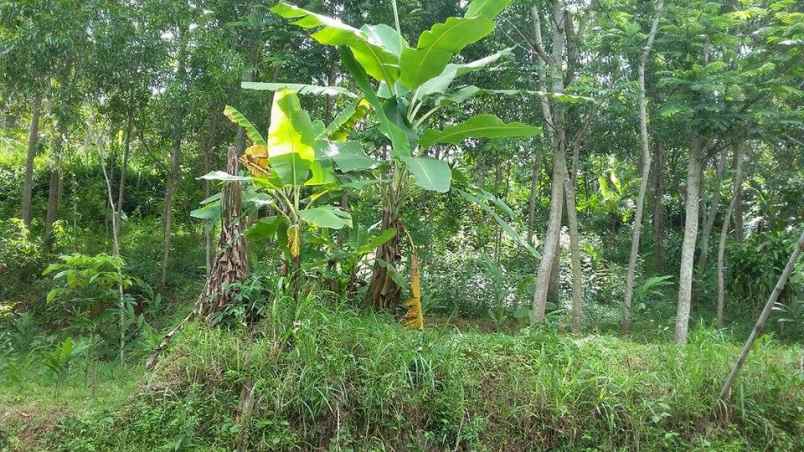 tanah kerjo karanganyar