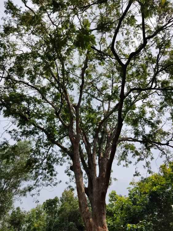 tanah kerjo karanganyar