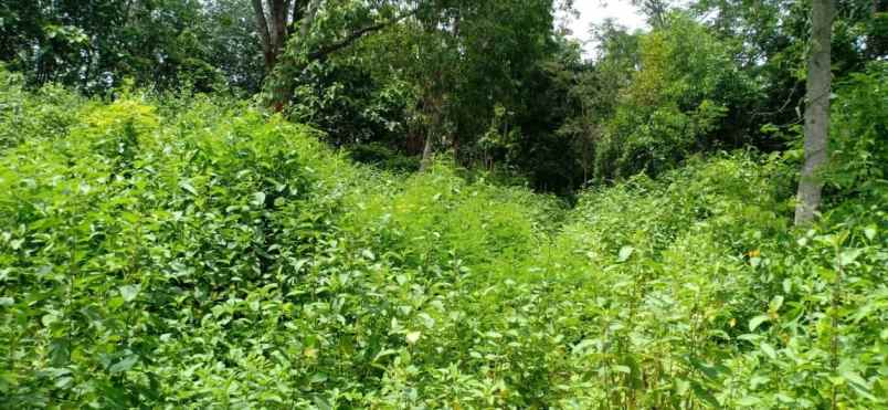 tanah kerjo karanganyar