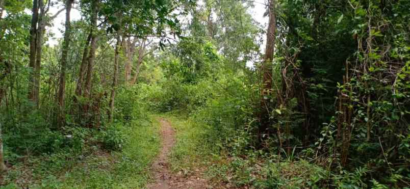 tanah kerjo karanganyar