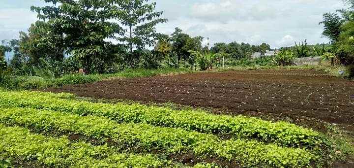 tanah kolonel masturi