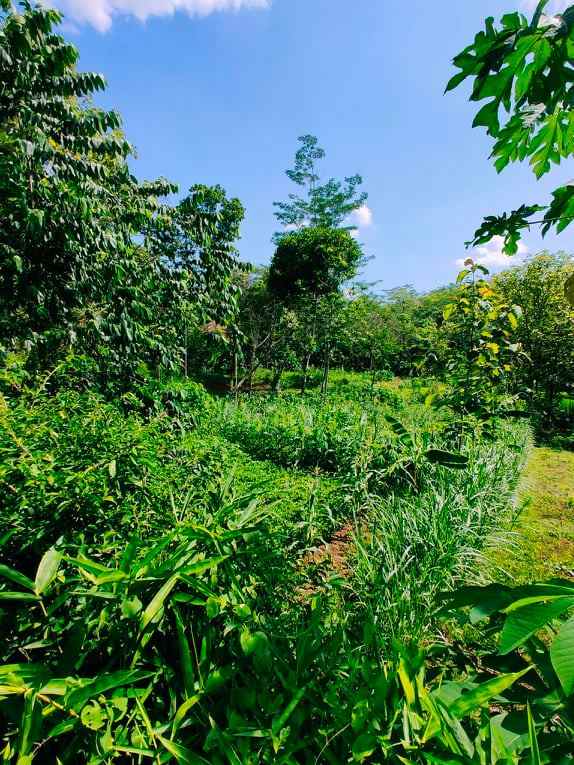 tanah mojogedang karanganyar