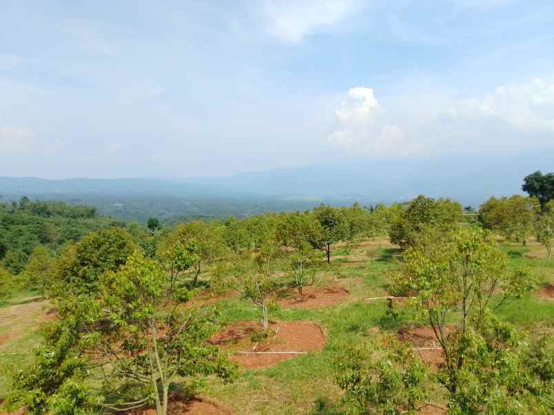 vila kebun durian 800 pohon subang jawa barat